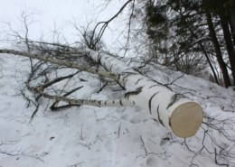 Житель Омской области по неосторожности покалечил коллегу березой
