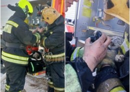 В Екатеринбурге пожарные спасли из огня двух котят