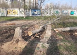 В Дзержинском районе Волгограда разыскивают варваров, вырубивших деревья на проспекте Жукова.
