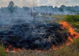 Найдено 15 пожаров на торфяниках Свердловской области.