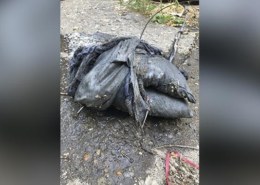 В Волгограде жители частного сектора забили канализацию трупами котят
