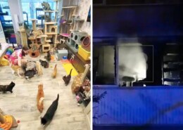 В Петербурге сгорел кошачий приют в квартире