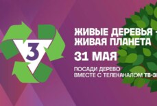 Живые деревья — живая планета: телеканал ТВ‑3 приглашает красноярцев принять участие в акции по восстановлению леса